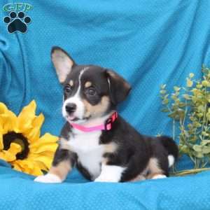 Willow, Pembroke Welsh Corgi Puppy